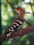 Bird Hoopoe at the jungle