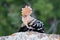 Bird Hoopoe Upupa epops, in the wild