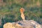 Bird Hoopoe Upupa epops, in the wild
