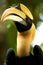 Bird Hornbills