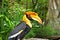 Bird hornbills
