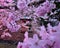 Bird House cherry Blossom Tree Season