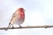 Bird house finch on a branch