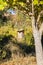 Bird house hanging from a tree branch, Rancho San Antonio county park, south San Francisco bay area, California