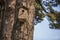 Bird house hanging from the tree with the entrance hole in the shape of a circle.