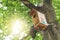 Bird house in a maple tree with sun light