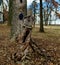 Bird House on an old Tree Stump