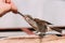 Bird House Sparrow Yellow-Beaked Passer Domesticus