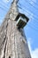 Bird House on Telephone Pole