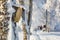 Bird house on a tree trunk in a garden on a cold winter day