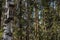 Bird houses hanging on the birch and pine in the park