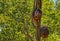 Bird houses in a wildlife area.