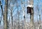 Bird Houses in Winter on Tree Trunk