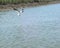 bird hoveing above salt water in Charleston South Carolina with oyster bed and marsh background