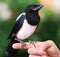 Bird on human hand