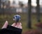 bird human hand bokeh background outdoor autumn day sunlight