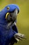 Bird - Hyacinth Macaw (Anodorhynchus hyacinthinus)