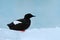 Bird on the ice. Black Guillemot, Cepphus grylle, black water bird with red legs, sitting on the ice with snow, animal in the