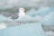 Bird on the ice, winter scene from Arctic. Black-legged Kittiwake, Rissa tridactyla, with blue ice glacier in background, Svalbard