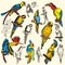 Bird illustration series