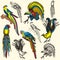 Bird illustration series