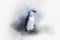 Bird illustration: Watercolor painting of a Single Magellan Penguin
