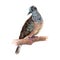 Bird illustration watercolor painting.Watercolor hand painted.illustration of a Bird isolated.