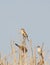 Bird , Indian Silverbill - Lonchura malabarica