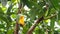 Bird and insect eating mango