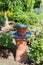 Bird and insect waterer