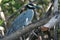 Bird, Isla Juan Venado, Nicaragua
