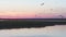 Bird island, nature reserve in Russia: flight of seagulls in the sky at sunset, aerial view