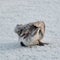 Bird in its natural habitat. A young whooper swan hid under its wings on the snowy shore. Freezing day