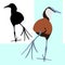 Bird jacana african vector illustration flat style