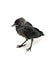 Bird jackdaw, chick on a white background