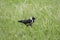 Bird jackdaw on the grass