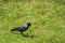 Bird jackdaw, lat. Coloeus monedula, a small member of the corvidae family.