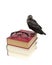 Bird jackdaw sits on the books