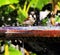 Bird in Jackson Square Fountain