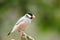 Bird --- java sparrow