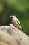 Bird --- java sparrow