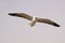 Bird, Kelp Gull flying , looking down for food