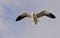 Bird, Kelp Gull flying , looking down for food