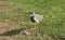 A Bird of Kentish Plover in India