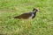 A Bird of Kentish Plover in India