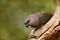 Bird from Kenya, Africa. Red-bellied parrot Poicephalus rufiventris, portrait light green parrot with brown head. Detail close-up