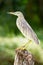 The bird in the Kerala backwaters jungle