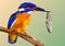 bird kingfisher on a branch with fish in its beak,mosaic multicolored on a colored background with a black contour