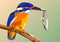 bird kingfisher on a branch with fish in its beak,mosaic multicolored on a colored background without a contour