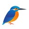 Bird kingfisher isolated illustration